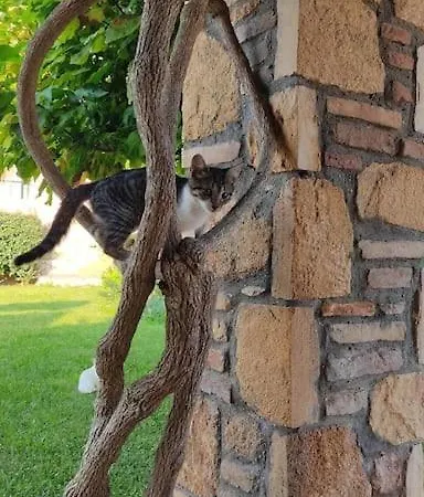 In Overlooking The Ionian Sea Skafidia