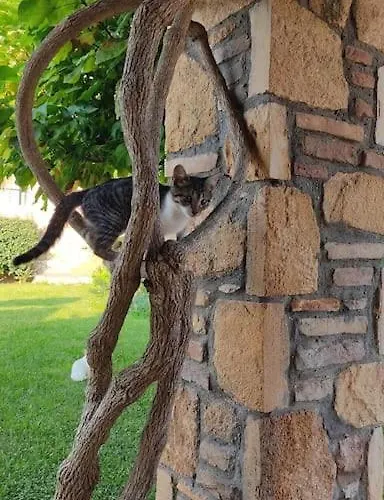 In Overlooking The Ionian Sea Szkafidiá
